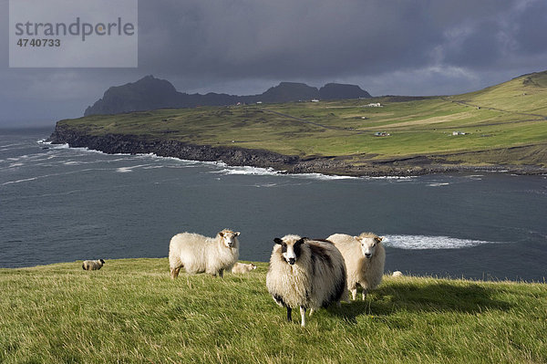 Schafe auf Heimaey  Westmännerinseln oder Vestmannaeyjar  Südisland  Island  Europa
