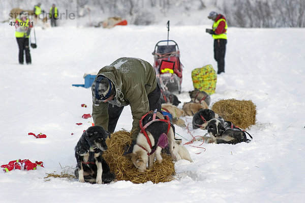 Musher versorgt seine Hunde beim Finnmarksl¯pet  nördlichstes Schlittenhunderennen der Welt  Finnmark  Lappland  Norwegen  Europa