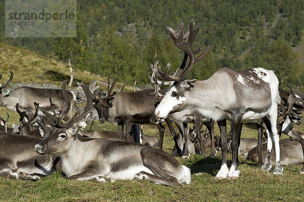Domestizierte  gescheckte Rentiere (Rangifer tarandus)  Nutztiere der Samen  Finnmark  Norwegen  Europa