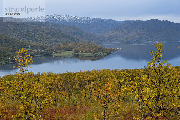 Herbstliche Laubeinfärbungen in Langfjordbotn  Finnmark  Norwegen  Europa