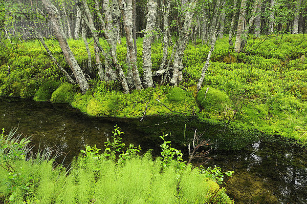 Waldlandschaft mit Schachtelhalm im Rondane Nationalpark  Norwegen  Europa