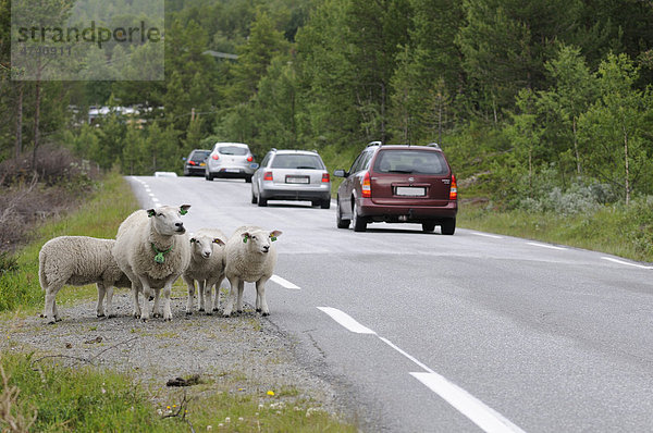 Schafe an einer Landstraße in Norwegen  Skandinavien  Europa