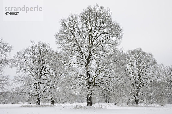 Verschneite Bäume  Biosphärenreservat Mittelelbe  Sachsen-Anhalt  Deutschland  Europa
