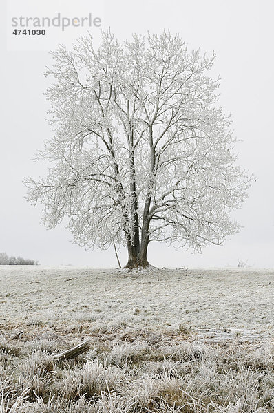 Baum mit Raureif im Winter  Harz  Sachsen-Anhalt  Deutschland  Europa