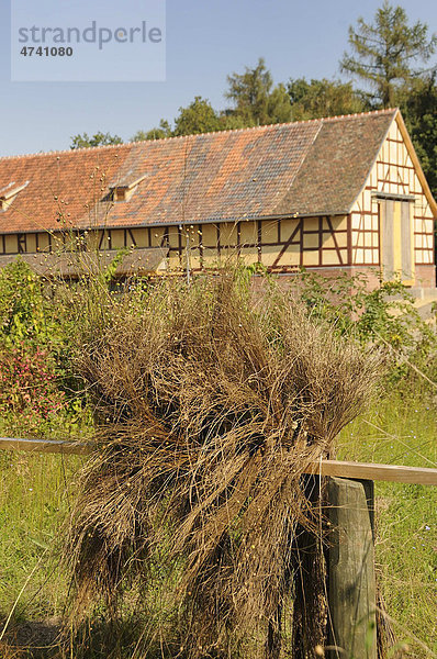 Flachs wird auf dem Feld getrocknet für die Leinenherstellung  Hessenpark bei Neu-Anspach  Hochtaunuskreis  Hessen  Deutschland  Europa