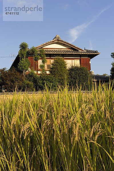 Reisfeld vor Bauernhof  Iwakura  Kyoto  Japan  Ostasien  Asien