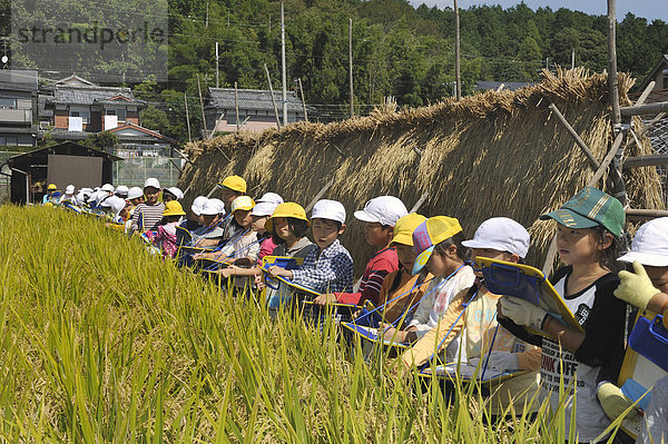 Erlebnispädagogik  Reisernte mit einer Schulklasse  Iwakura  Kyoto  Japan  Ostasien  Asien