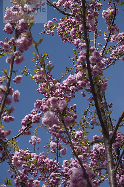 Mandelblüte (Prunus dulcis)