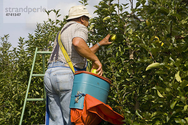 Mann bei der Apfelernte in Südtirol  Italien  Europa