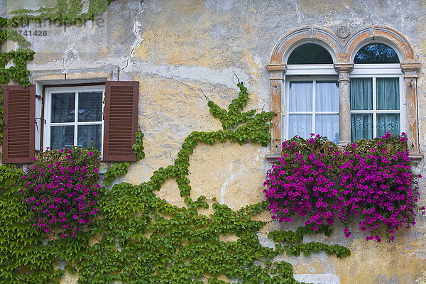 Kletterpflanzen über Hausmauer  Kaltern an der Weinstraße  Südtirol  Italien  Europa