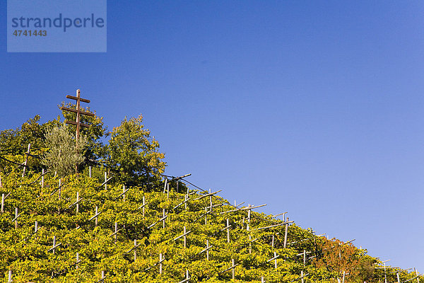 Weinlandschaft mit Herbstfärbung in Tramin an der Weinstraße  Südtirol  Italien  Europa