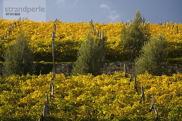 Weinlandschaft mit Herbstfärbung  Südtirol  Italien  Europa