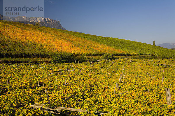 Weinlandschaft mit Herbstfärbung  Südtirol  Italien  Europa