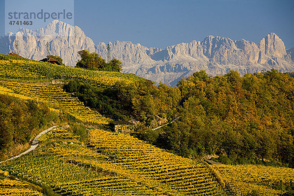 Weinlandschaft mit Herbstfärbung  Dolomiten  Südtirol  Italien  Europa