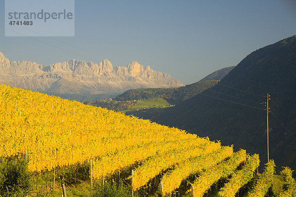 Weinlandschaft im Herbst  hinten der Rosengarten  Dolomiten  Südtirol  Italien  Europa