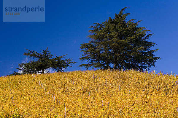 Herbstlandschaft