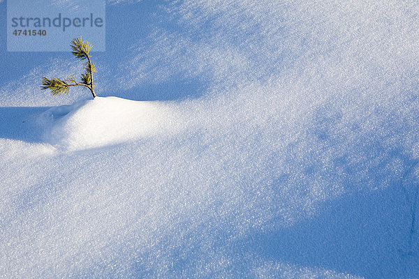 Nadelbaum im Schnee