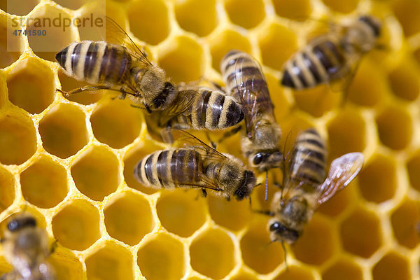 Bienen  Wabe  Imkerei