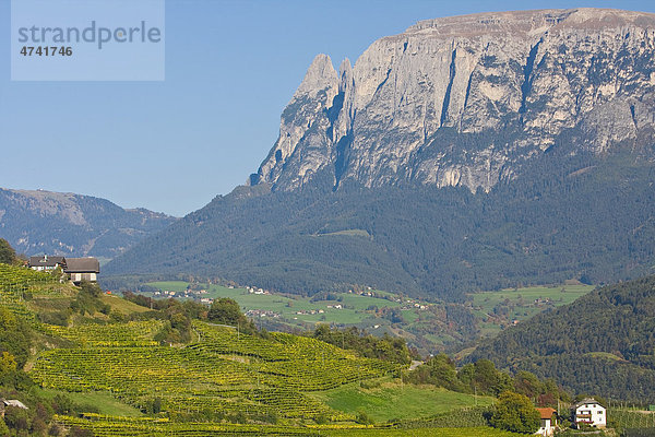 Weinlandschaft  Schlern  Südtirol  Italien  Europa