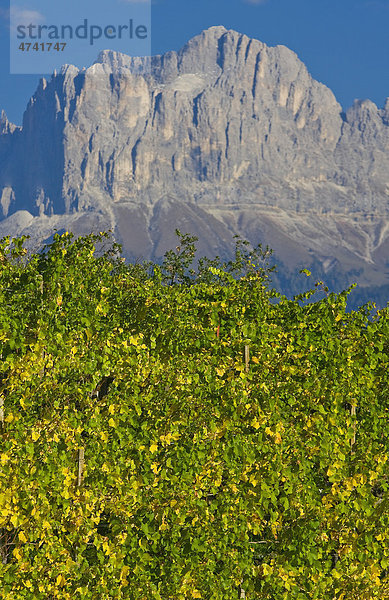 Weinlandschaft  Schlern  Südtirol  Italien  Europa