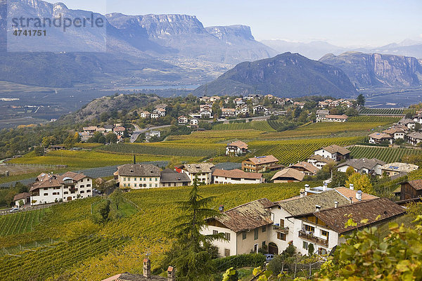 Weinlandschaft  herbstlich gefärbt  in Montan  Südtirol  Italien  Europa