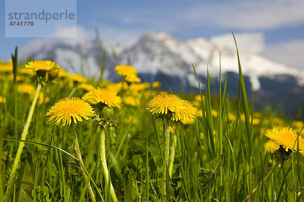 Löwenzahnblüte auf der Wiese  Südtirol  Italien  Europa