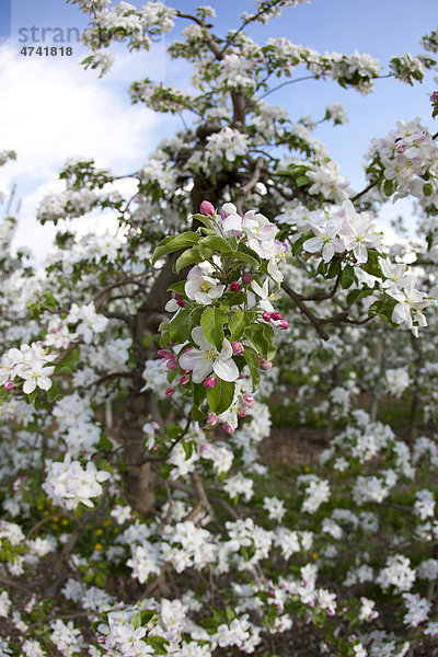 Apfelblüte im Frühling  Südtirol  Italien  Europa