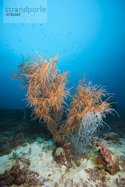Riesige baumförmige Schwarze Korallen (Antipathes sp.)  Lingganay  Leyte  Philippinen  Asien