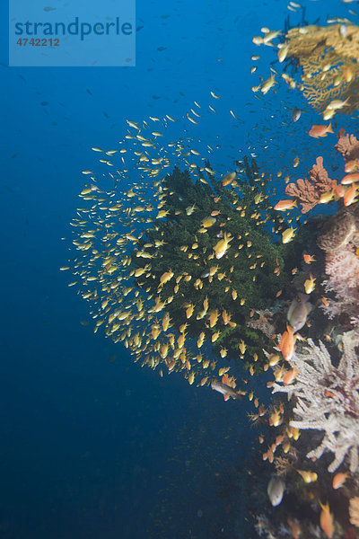 Buntes Korallenriff mit Fahnenbarschen (Anthiinae)  Philippinen  Pazifischer Ozean  Südostasien