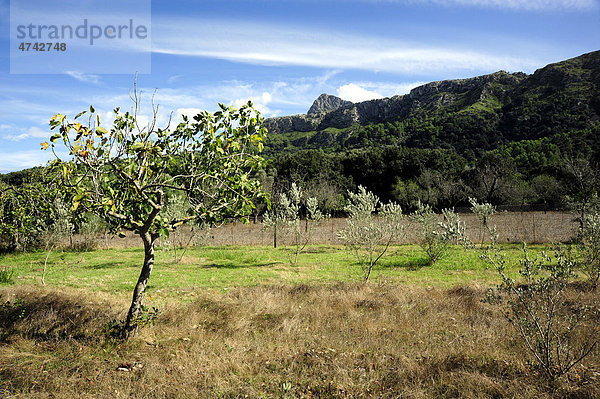 Landwirtschaft im Tal  La Vall d'en Marc vor Pollensa  Pollenca  Serra de Tramuntana  Mallorca  Majorca  Balearen  Balearische Inseln  Mittelmeer  Spanien  Europa