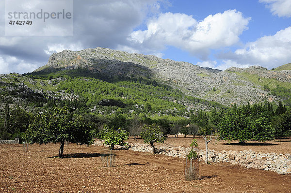 Landwirtschaft im Tal  La Vall d'en Marc vor Pollensa  Pollenca  Serra de Tramuntana  Mallorca  Majorca  Balearen  Balearische Inseln  Mittelmeer  Spanien  Europa