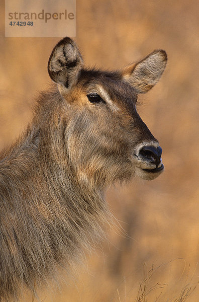 Wasserbock (Kobus ellipsiprymnus)  Krüger-Nationalpark  Südafrika