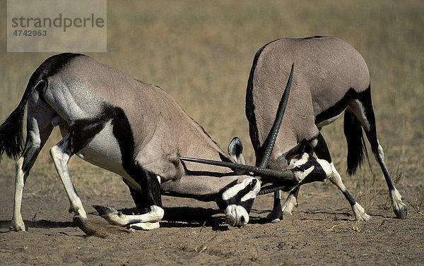 Spießbock oder Gemsbock (Oryx gazella)  Männchen im Kampf  Kgalagadi Transfrontier Park  Südafrika  Afrika