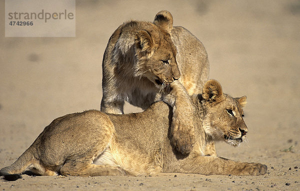Löwe (Panthera leo)  Junglöwen im Spiel  Kgalagadi Transfrontier Park  Kalahari  Südafrika  Afrika