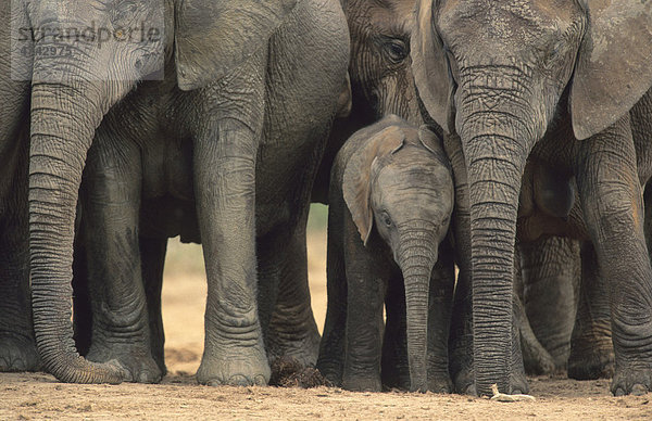 Afrikanische Elefanten (Loxodonta africana)  Herde mit Jungtier  Addo Nationalpark  Südafrika  Afrika