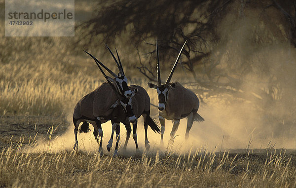 Spießbock oder Gemsbock (Oryx gazella)  Männchen im Kampf  Kgalagadi Transfrontier Park  Kalahari  Südafrika  Afrika