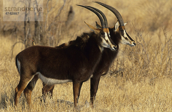 Rappenantilope (Hippotragus niger)  Kruger Nationalpark  Südafrika  Afrika