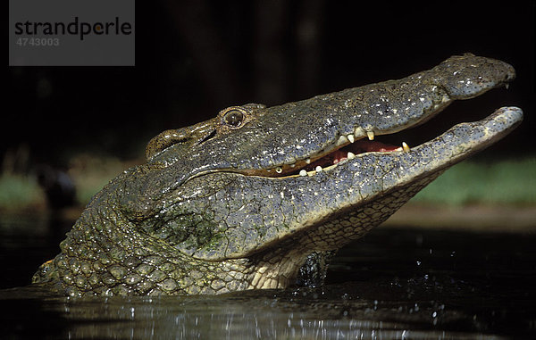 Nilkrokodil (Crocodylus niloticus)  St Lucia Wetland Park  KwaZulu-Natal  Südafrika  Afrika