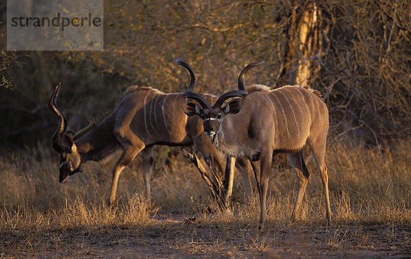 Großer Kudu (Tragelaphus strepsiceros)  Krüger-Nationalpark  Südafrika  Afrika