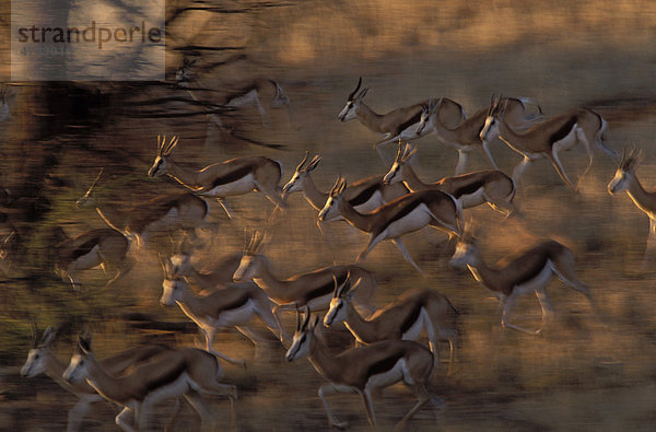 Springbok (Antidorcas marsupialis)  flüchten eine Düne hinunter  Kgalagadi-Transfrontier-Nationalpark  Kalahari  Südafrika