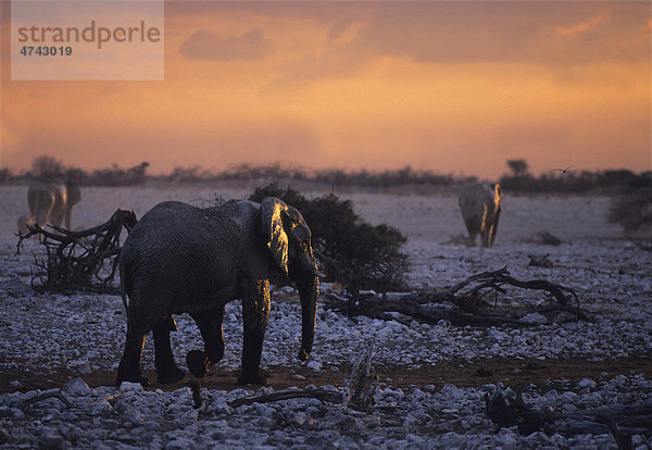 Afrikanischer Elefanten (Loxodonta africana)  Etosha Nationalpark  Namibia  Afrika