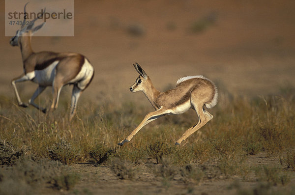 Springbok (Antidorcas marsupialis)  Jungtier  prellspringen  Kgalagadi-Transfrontier-Nationalpark  Kalahari  Kalahari  Nordkap  Südafrika  Afrika
