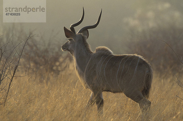 Großer Kudu (Tragelaphus strepsiceros)  im Morgennebel  Krüger-Nationalpark  Südafrika  Afrika