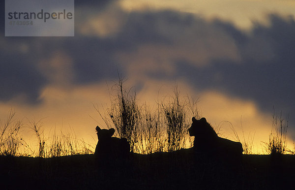 Löwen (Panthera leo)  im Abendrot  Kgalagadi-Transfrontier-Nationalpark  Kalahari  Südafrika  Afrika