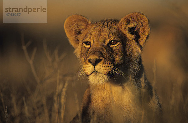 Löwe (Panthera leo)  Porträt  Kgalagadi-Transfrontier-Nationalpark  Kalahari  Südafrika  Afrika