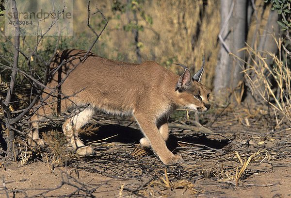 Karakal (Caracal caracal)  Nationalpark Augrabies Wasserfälle  Südafrika  Afrika