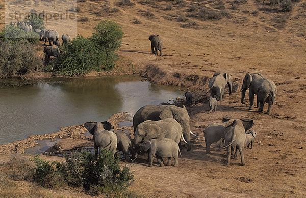 Afrikanische Elefanten (Loxodonta africana)  Herde an Wasserstelle  Addo-Elefanten-Nationalpark  Südafrika  Afrika