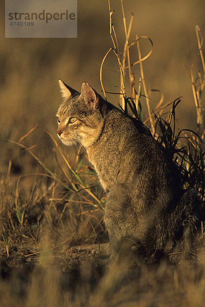 Afrikanische Wildkatze (Felis lybica)  Kgalagadi-Transfrontier-Nationalpark  Kalahari  Südafrika