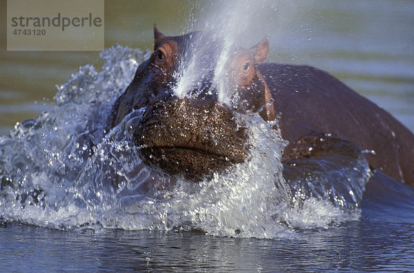 Flusspferd  Nilpferd (Hippopotamus amphibius)  aggressiv  Krüger-Nationalpark  Südafrika