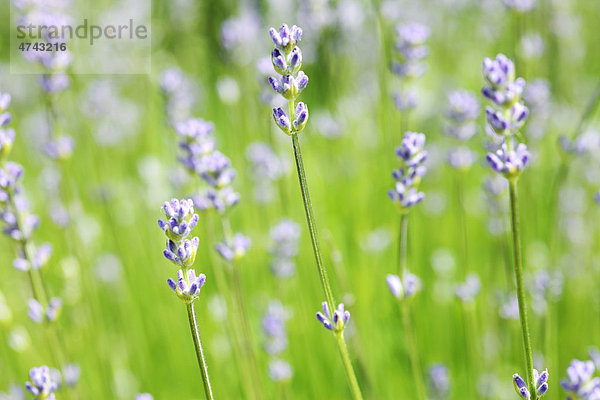 Englischer Lavendel 'Dwarf Blue' (Lavandula angustifolia)